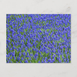 Lavender Fält Vykort