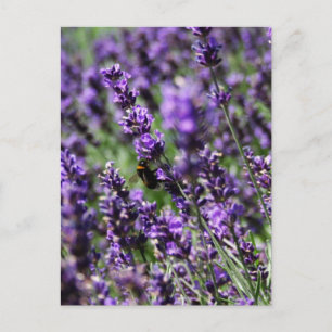 Lavender Fält vykort