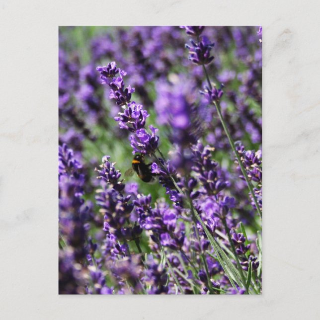 Lavender Fält vykort (Framsida)