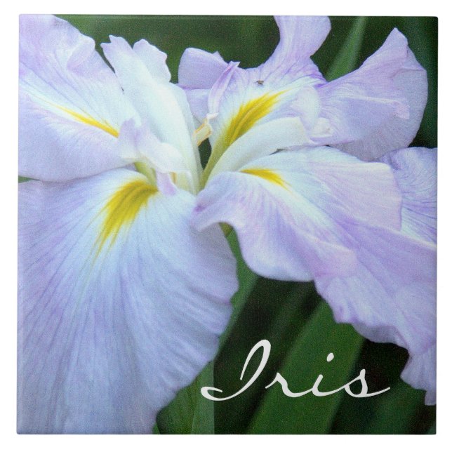 Lavender Färgad Iris (fototog) Kakelplatta (Framsidan)
