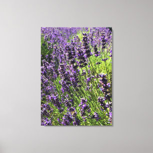 Lavender Farm Canvastryck