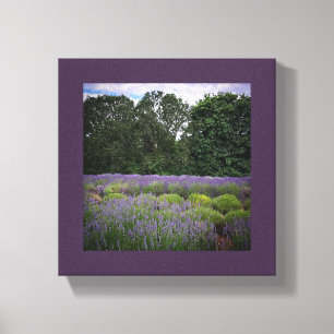 Lavender Farm Canvastryck