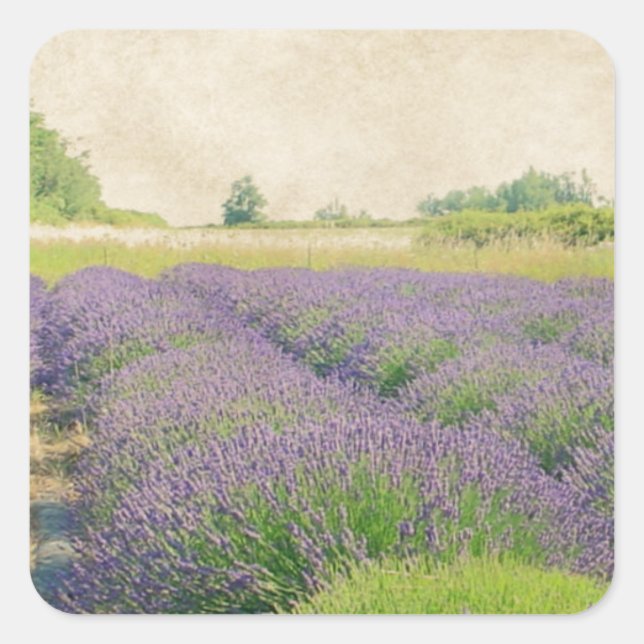 Lavender Farm - Distress Fyrkantigt Klistermärke (Framsida)