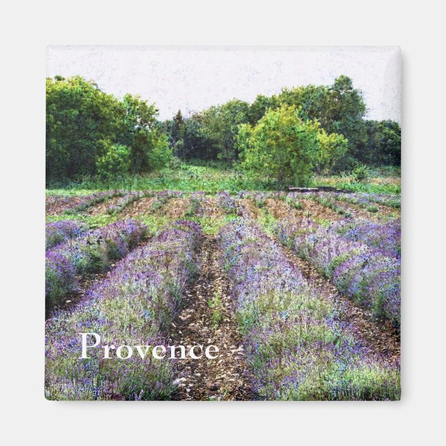 Lavender farm fält - Provence Magnet (Framsidan)