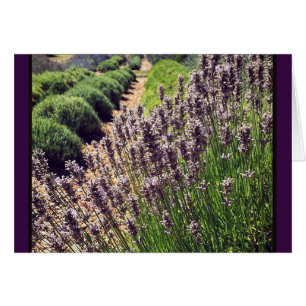Lavender Farm Hälsningskort