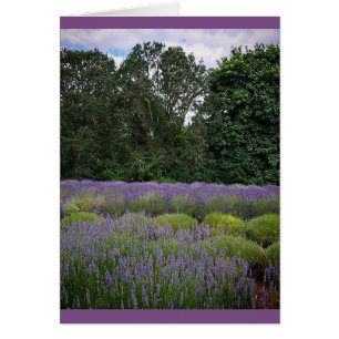 Lavender Farm Hälsningskort