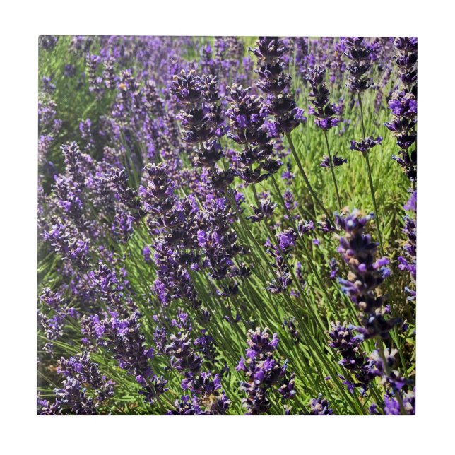 Lavender Farm Kakelplatta (Framsidan)