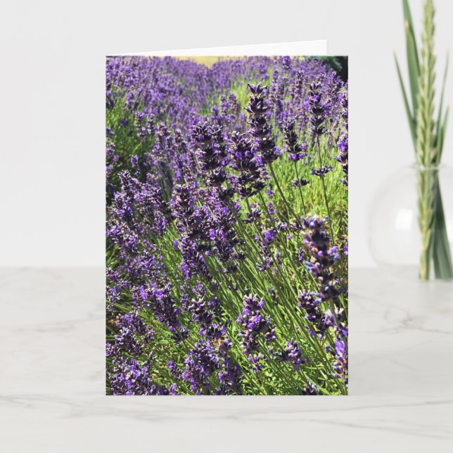 Lavender Farm Kort (Framsida)