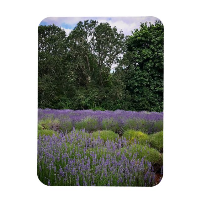 Lavender Farm Magnet (Vertikal)