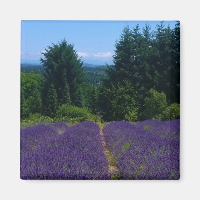 Lavender Farm Magnet (Framsidan)