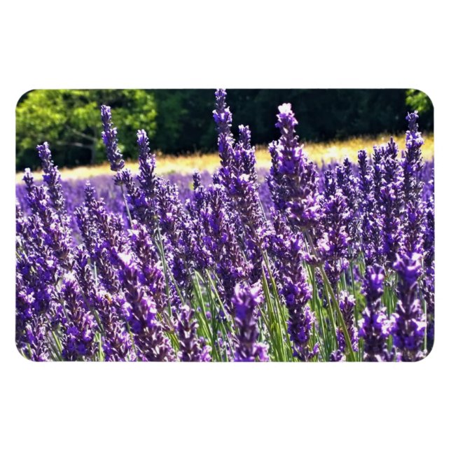 Lavender Farm Magnet (Horisontell)
