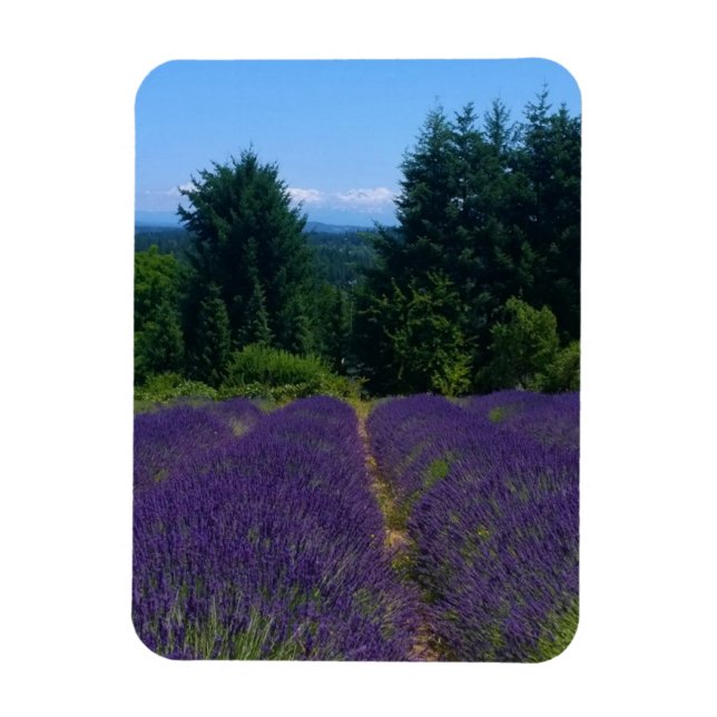 Lavender Farm Magnet (Vertikal)