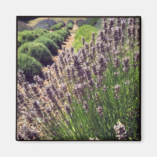 Lavender Farm Magnet (Framsidan)