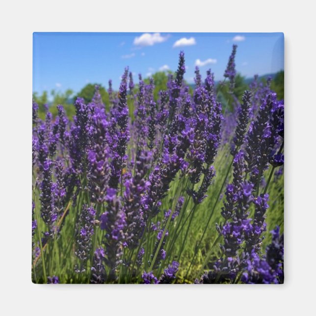Lavender Farm Magnet (Framsidan)