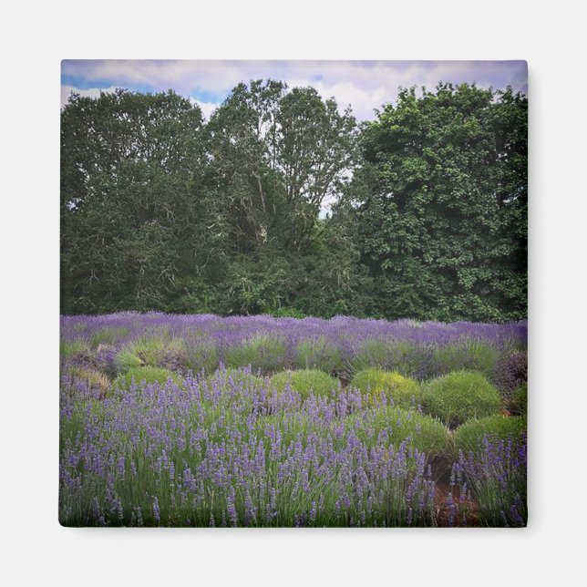 Lavender Farm Magnet (Framsidan)