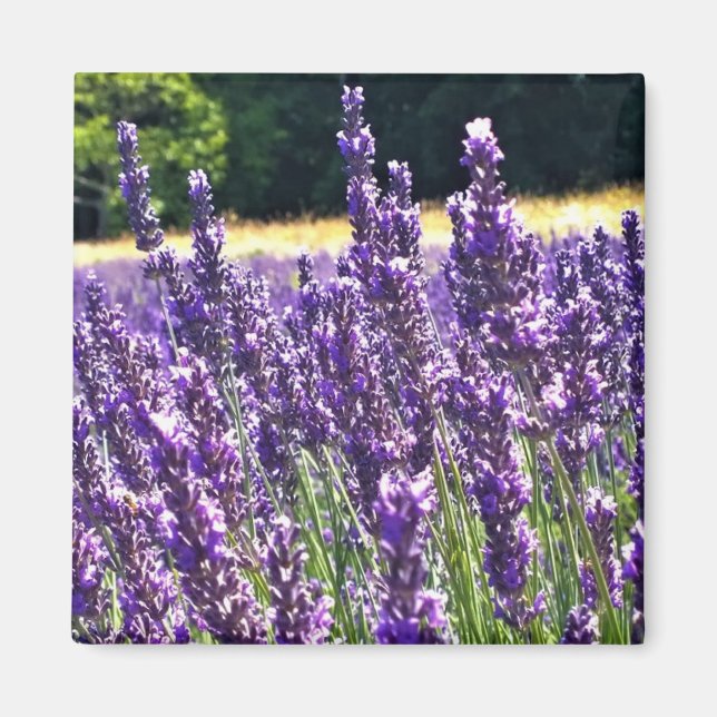 Lavender Farm Magnet (Framsidan)