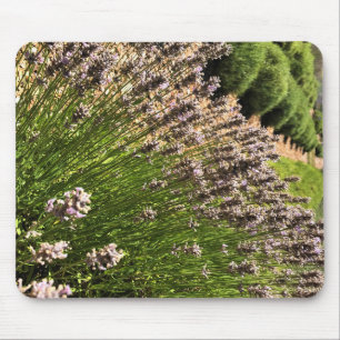 Lavender Farm Musmatta