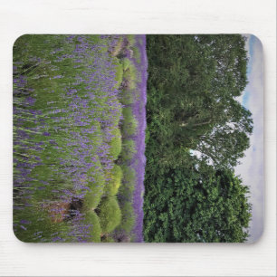 Lavender Farm Musmatta