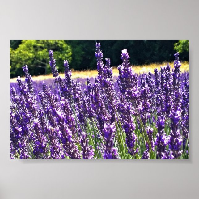 Lavender Farm Poster (Framsidan)