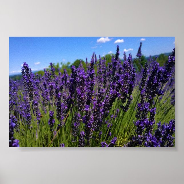 Lavender Farm Poster (Framsidan)