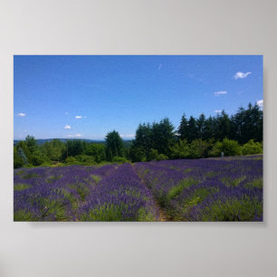 Lavender Farm Poster