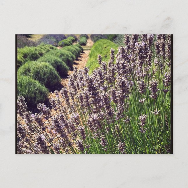 Lavender Farm Vykort (Framsida)