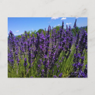 Lavender Farm Vykort