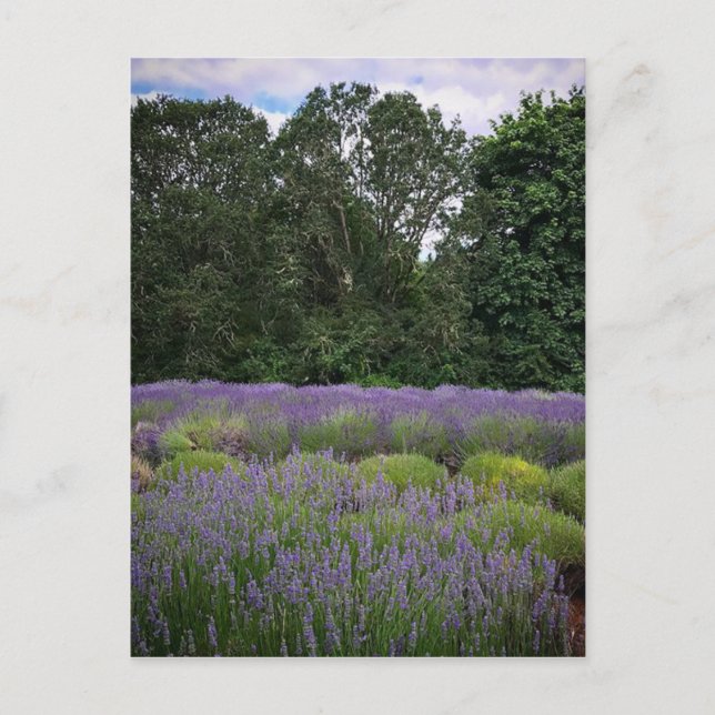 Lavender Farm Vykort (Framsida)