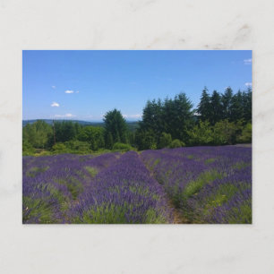 Lavender Farm Vykort