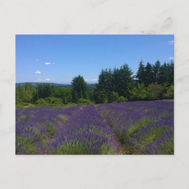 Lavender Farm Vykort (Framsida)