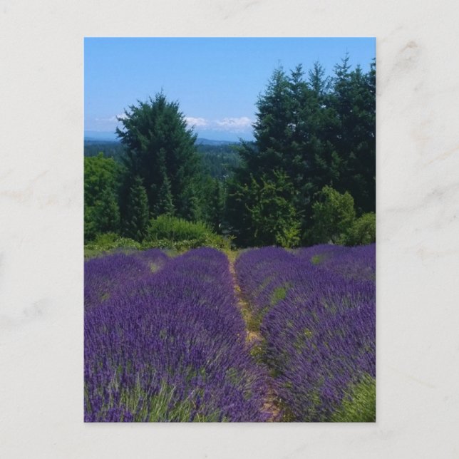 Lavender Farm Vykort (Framsida)