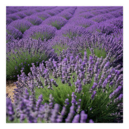 lavender field perfect poster