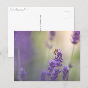 Lavender Flower Honeybee Natature Photo Vykort