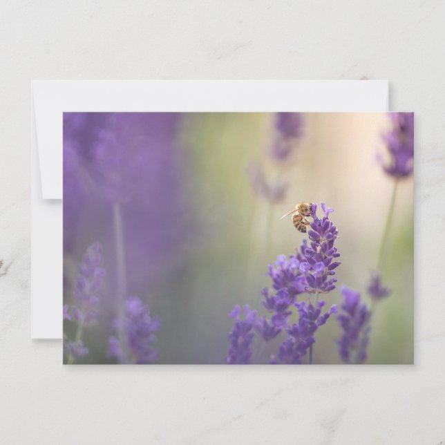 Lavender Flower Honeybee Nature-fotokort (Framsida)