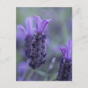Lavender Flower Photo Postcard Vykort