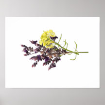 Lavender Flower