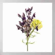 Lavender Flower