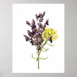 Lavender Flower Poster