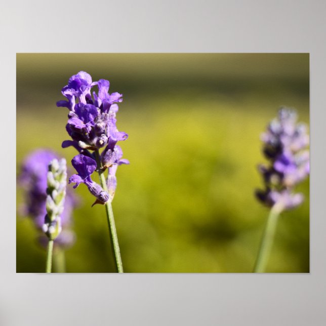 Lavender Flower Poster (Framsidan)