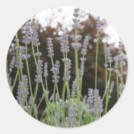 Lavender Flower Round Stickers Runt Klistermärke