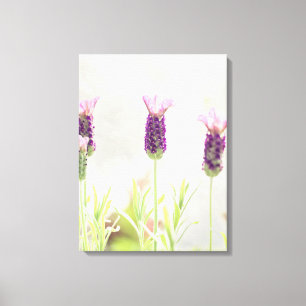 Lavender Flowers Canvastryck