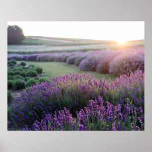 Lavender Flowers Fält Poster