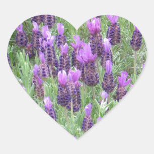 Lavender Flowers Heart Sticker Hjärtformat Klistermärke