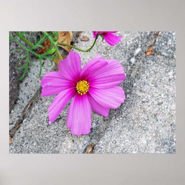 Lavender Flowers med inspirationstecken Poster (Framsidan)