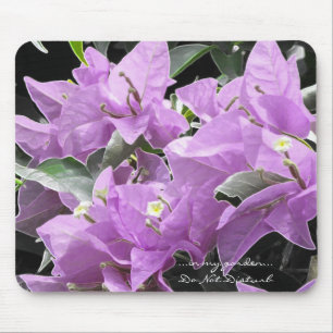 Lavender Flowers Musmatta