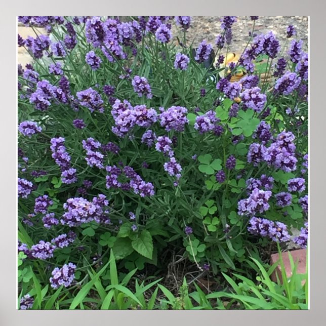 Lavender Flowers Photo Poster (Framsidan)