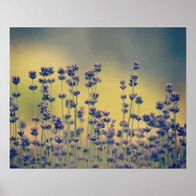 Lavender Flowers Poster (Framsidan)