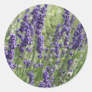Lavender Flowers Stickers Runt Klistermärke
