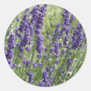 Lavender Flowers Stickers Runt Klistermärke