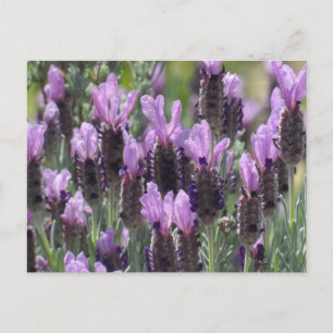 Lavender Flowers Vykort